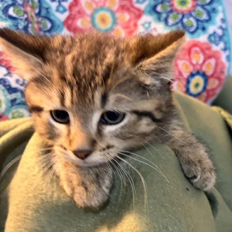 Tabby Girl thumbnail 2