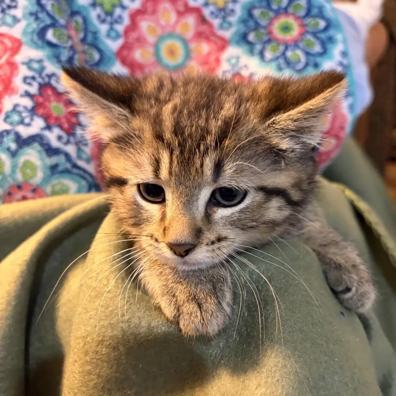 Tabby Girl thumbnail 3