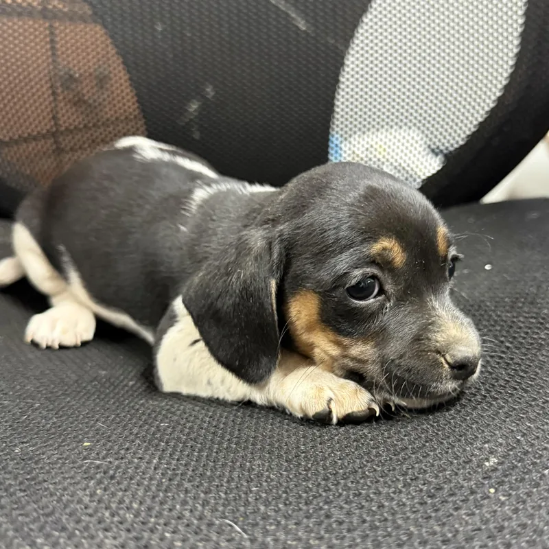 Chicken Biscuit thumbnail 2