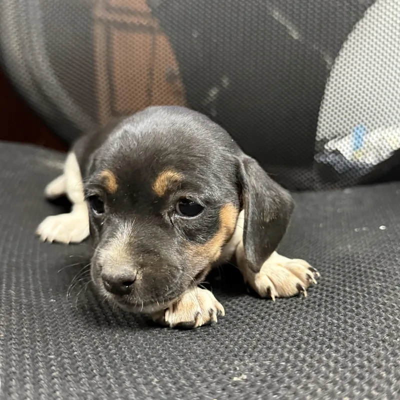 Chicken Biscuit thumbnail 3