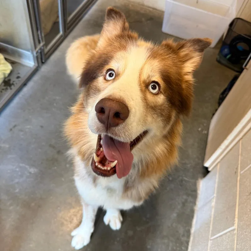 An adult large-sized male Apricot / Beige Husky dog named Bingo for adoption in Newark, DE