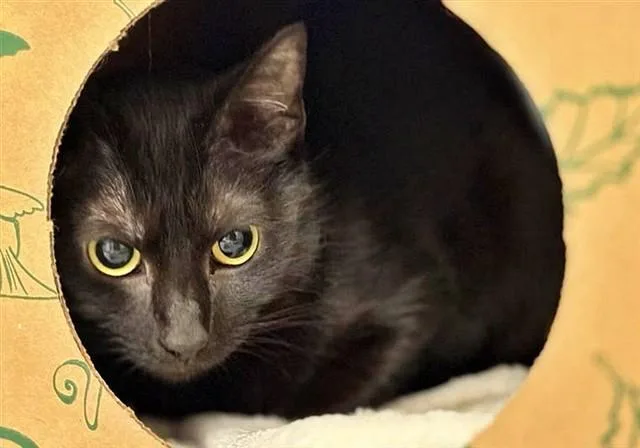 A young medium-sized female Domestic Medium Hair cat named Tamara for adoption in Saint Louis, MO