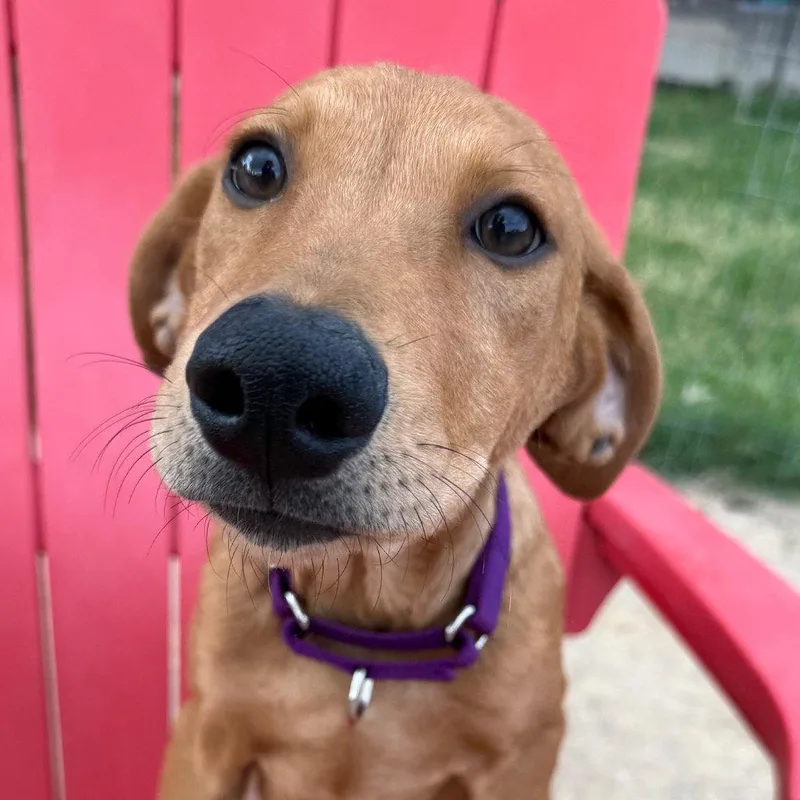A baby large-sized female Golden Retriever dog named Bianca for adoption in Bloomfield, CT