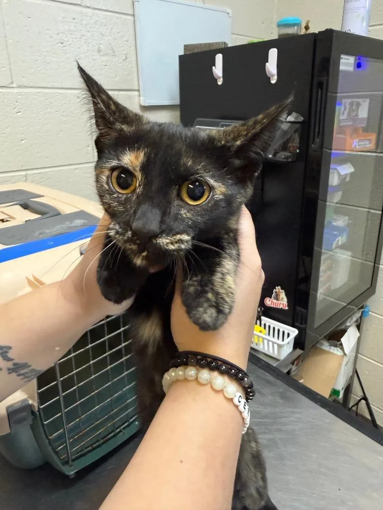 A young medium-sized female Domestic Short Hair cat named Sophia for adoption in Rome, GA