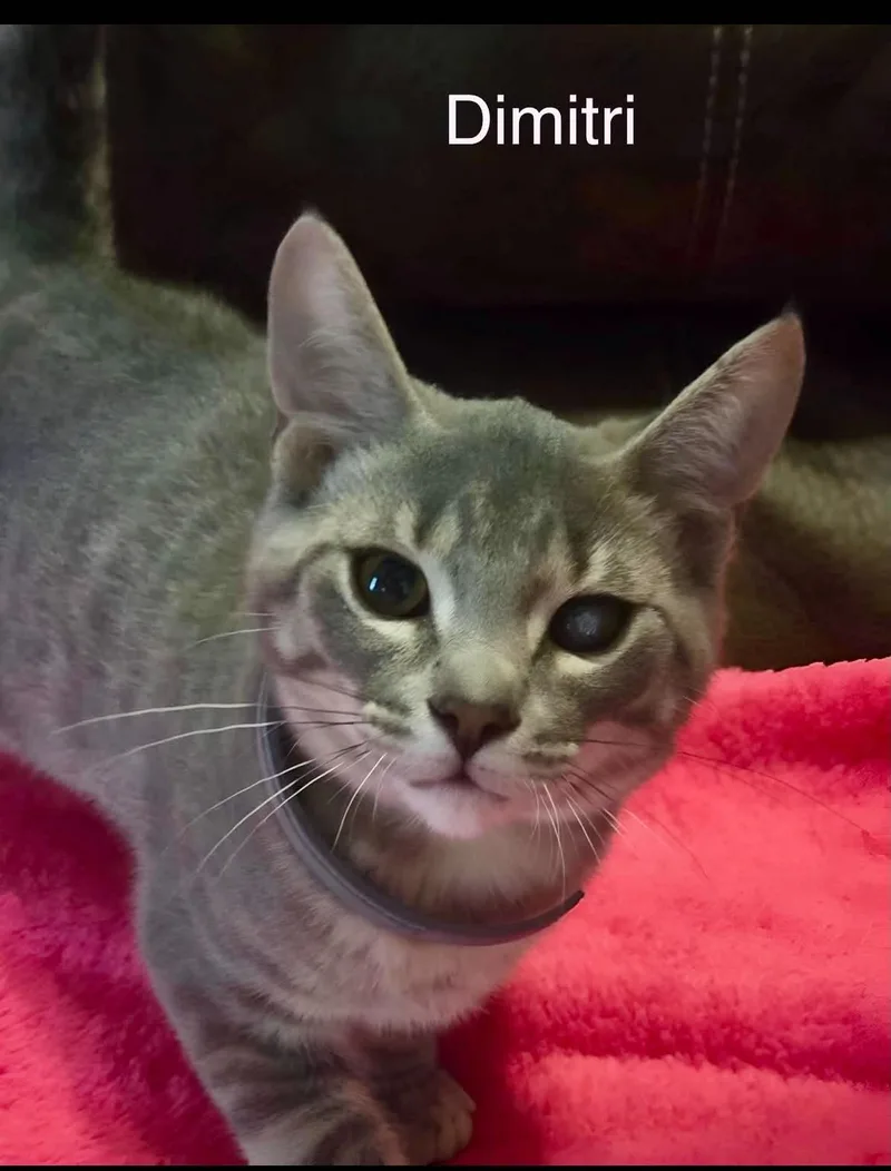 A baby medium-sized male Tabby (Gray / Blue / Silver) Tabby cat named Dimitri for adoption in Wyandotte, MI