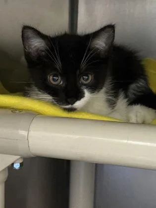 A baby small-sized female Domestic Short Hair cat named Copy for adoption in Madison, NJ