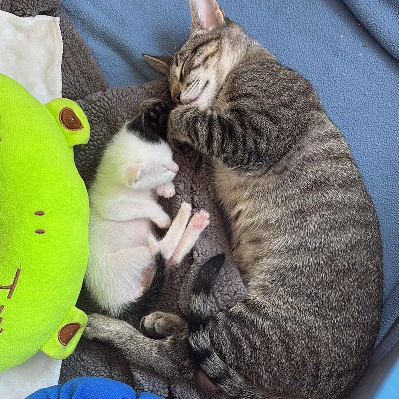 A baby small-sized male Tabby (Brown / Chocolate) Domestic Short Hair cat named Bronco for adoption in SAN LUIS OBISPO, CA