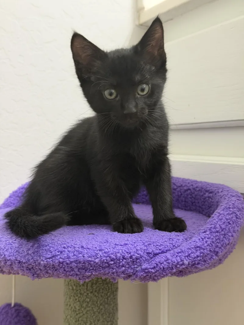 A baby medium-sized female Black Domestic Short Hair cat named Star for adoption in Mesa, AZ