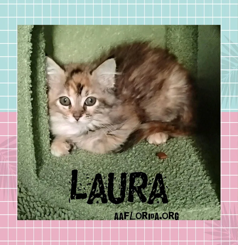 A young medium-sized female Domestic Medium Hair cat named Laura for adoption in Pensacola, FL