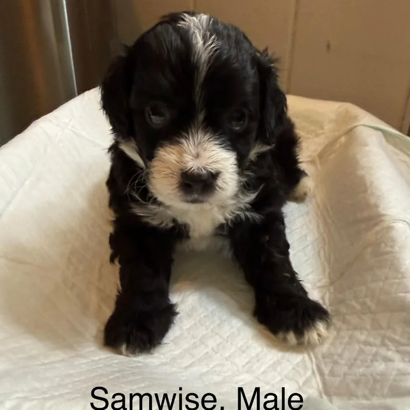 Samwise