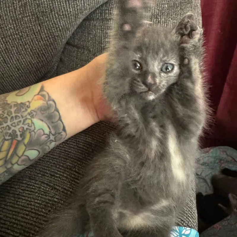 Diana