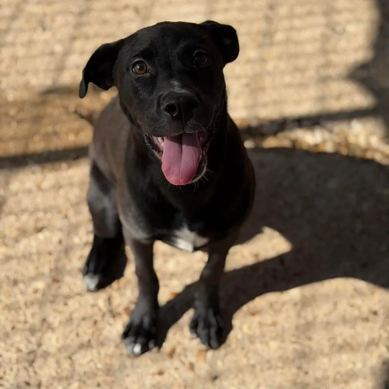 A baby small-sized male Black Mixed Breed dog named Timmy for adoption in Buffalo, MN