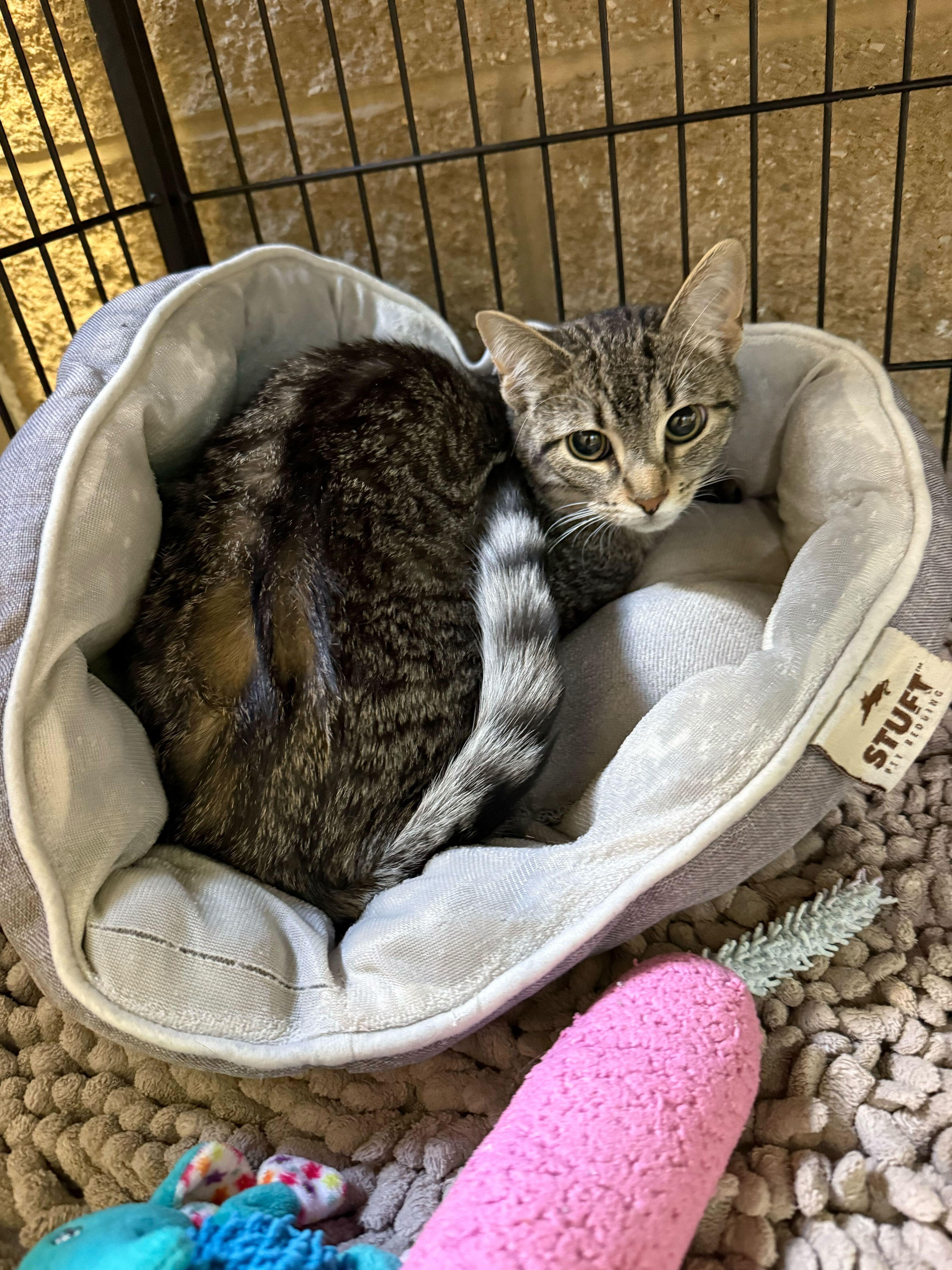 Harmonica thumbnail 2