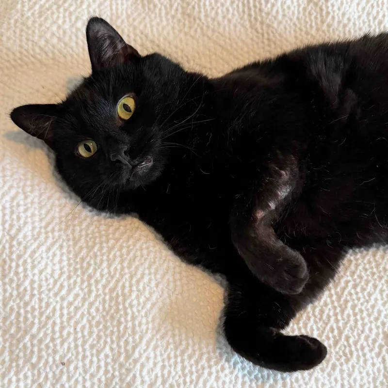 Black Jack thumbnail 2