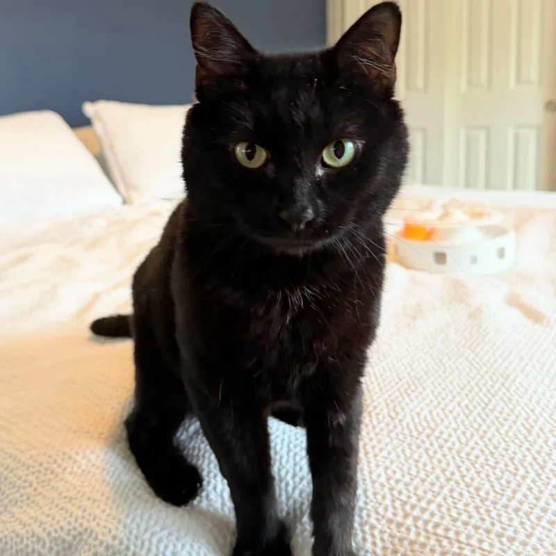 Black Jack thumbnail 4