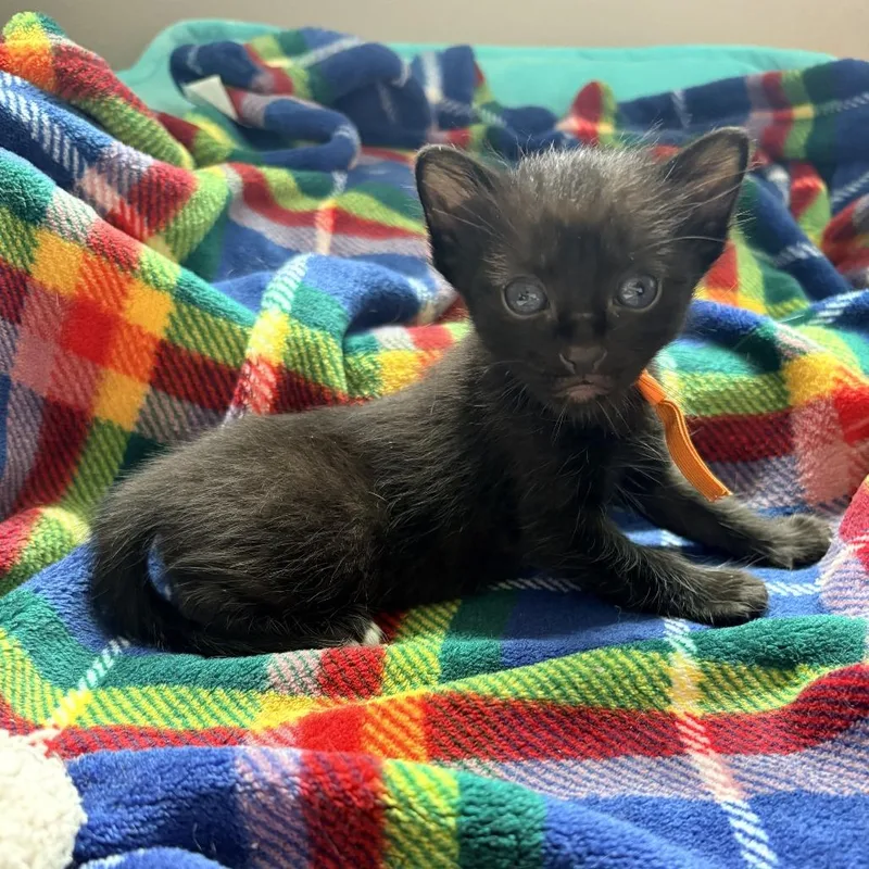 A baby small-sized male Black Domestic Short Hair cat named Yule Spice Muffin for adoption in Austin, TX