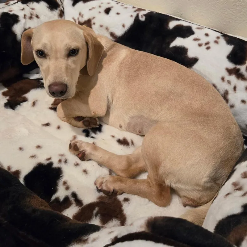 Penny Pie thumbnail 2