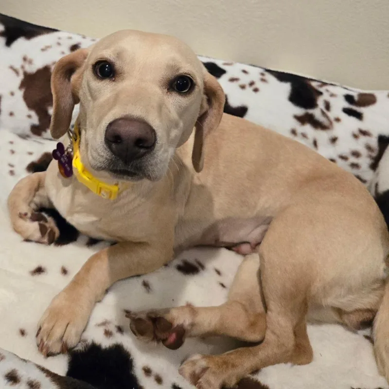 Penny Pie thumbnail 4