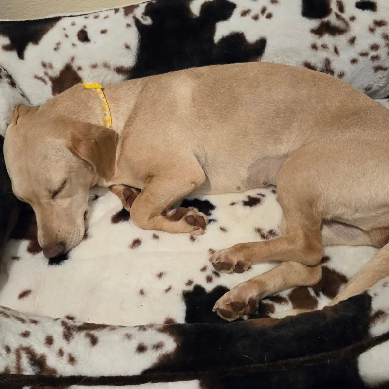 Penny Pie thumbnail 5