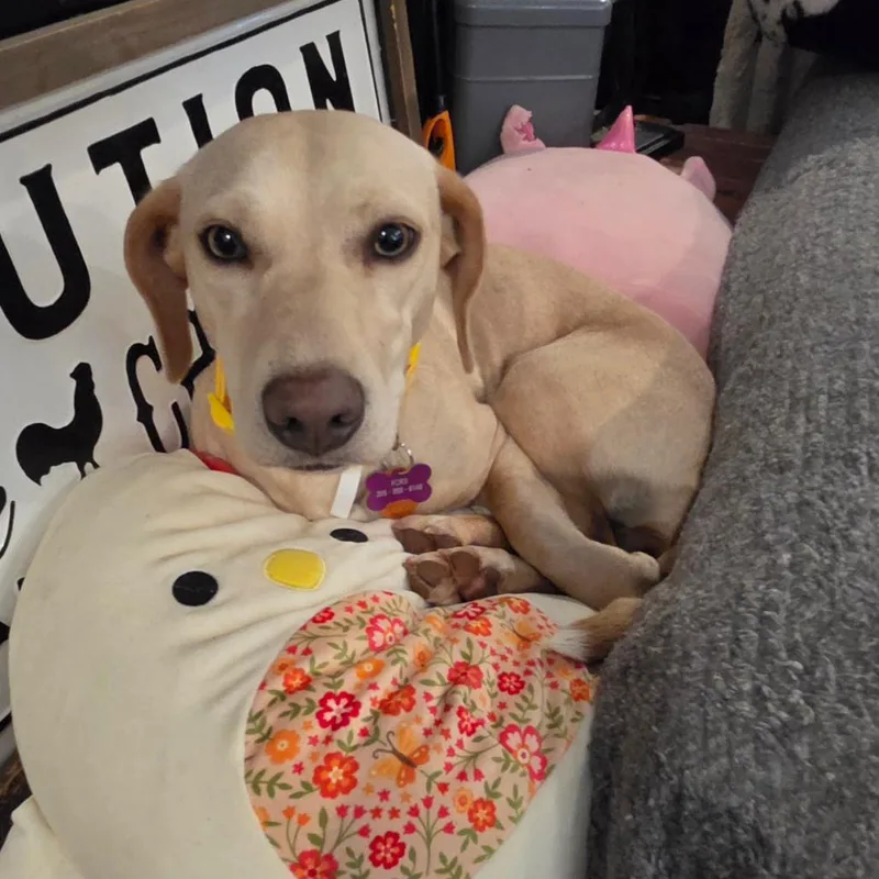 Penny Pie thumbnail 6