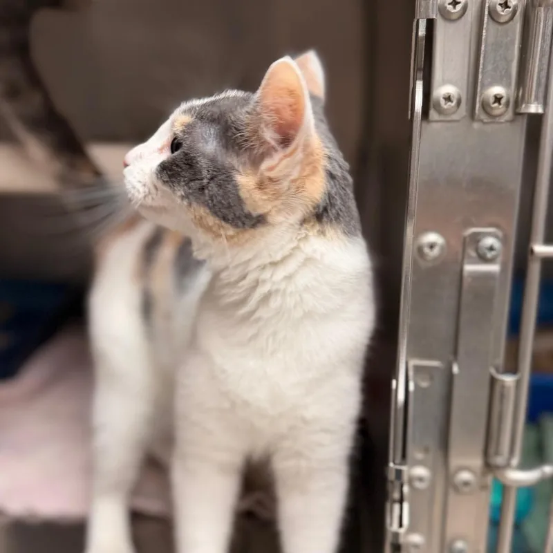 A young small-sized female Calico Domestic Short Hair cat named Birdie for adoption in Chippewa Falls, WI