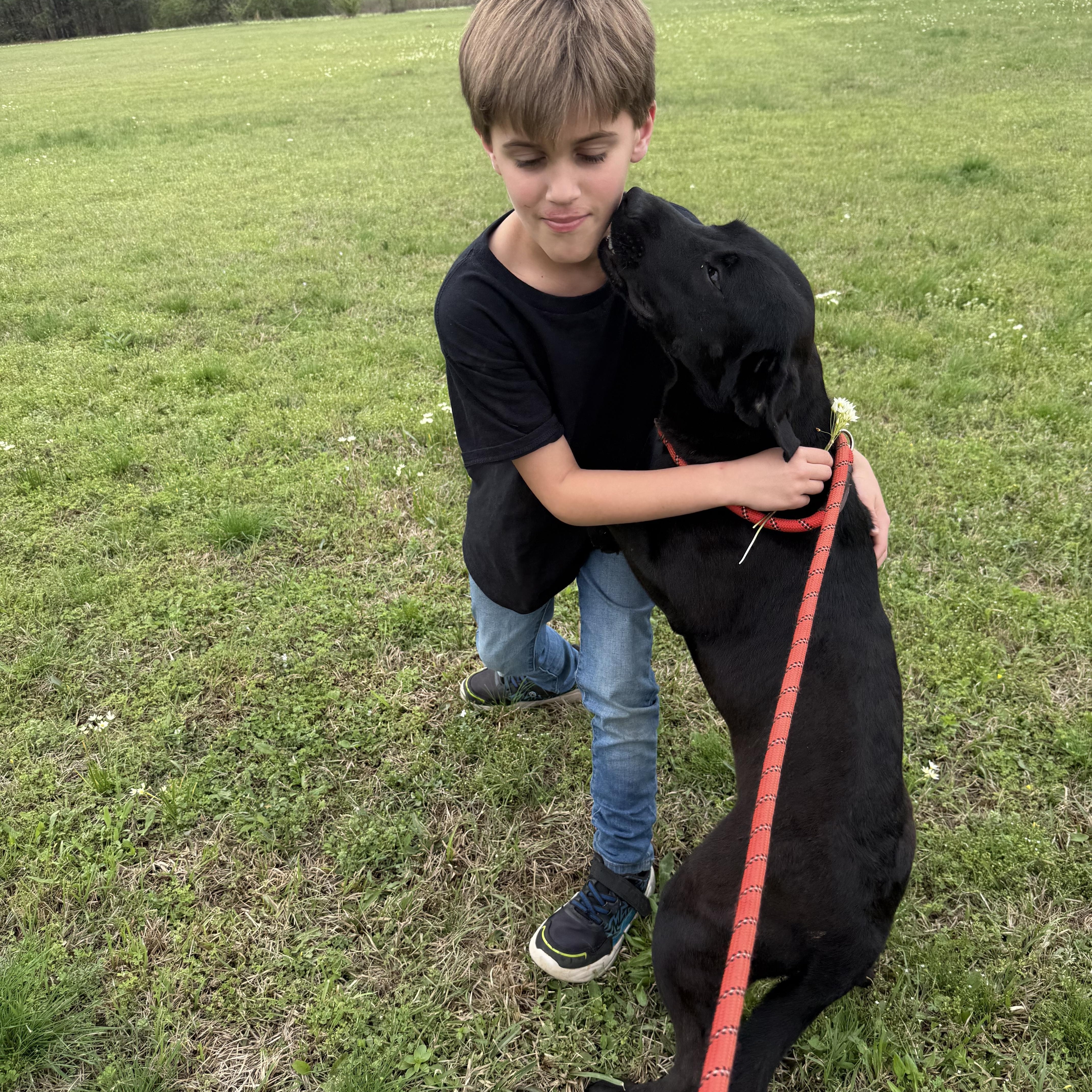 A young medium-sized male Black Labrador Retriever dog named Iago for adoption in Queen City, TX