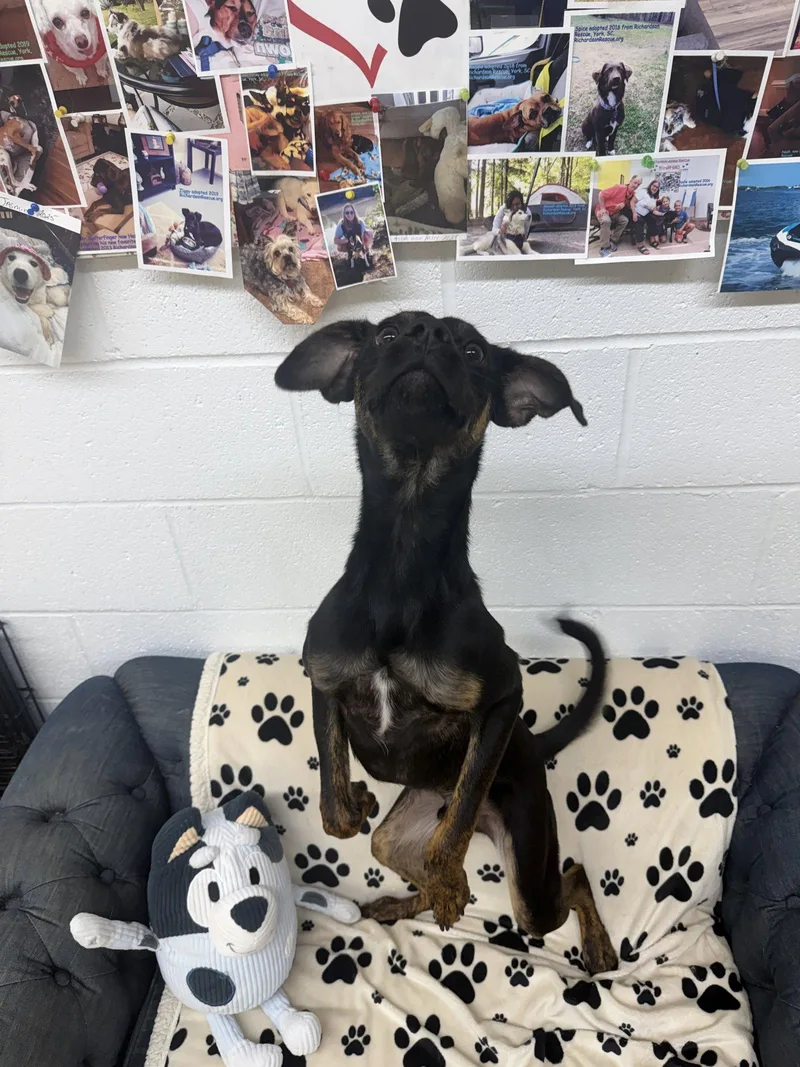 A young large-sized male Miniature Pinscher dog named Royce for adoption in York, SC