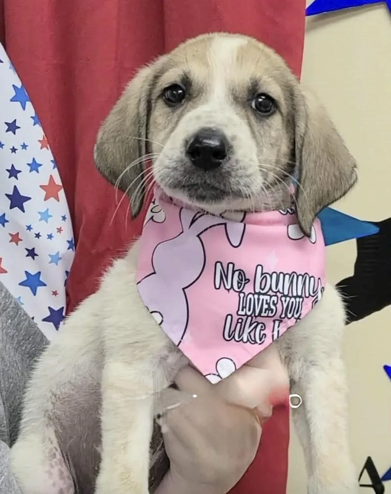 A baby medium-sized female White / Cream Hound dog named Peggy for adoption in Seale, AL
