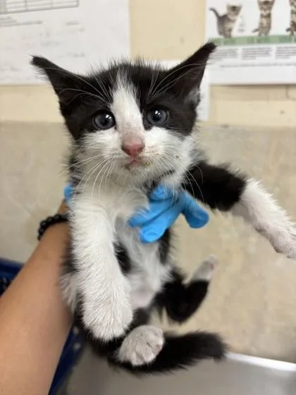 A baby small-sized female Domestic Short Hair cat named Pikake for adoption in Honolulu, HI