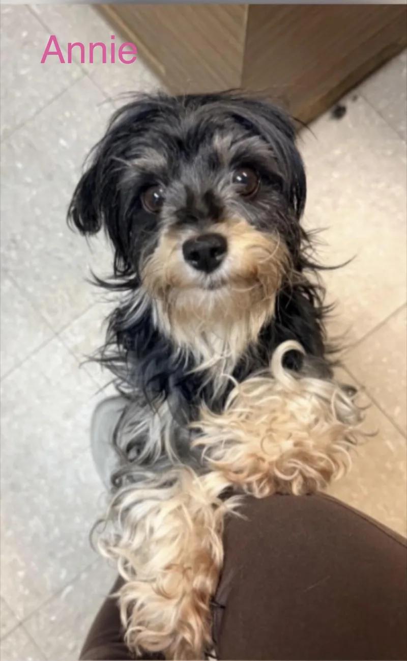 An adult small-sized female Yorkshire Terrier dog named Annie for adoption in Omaha, NE