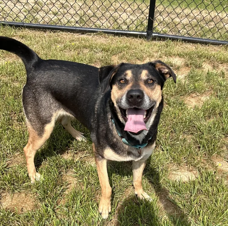 An adult medium-sized female German Shepherd Dog dog named Leia for adoption in Shepherdsville, KY