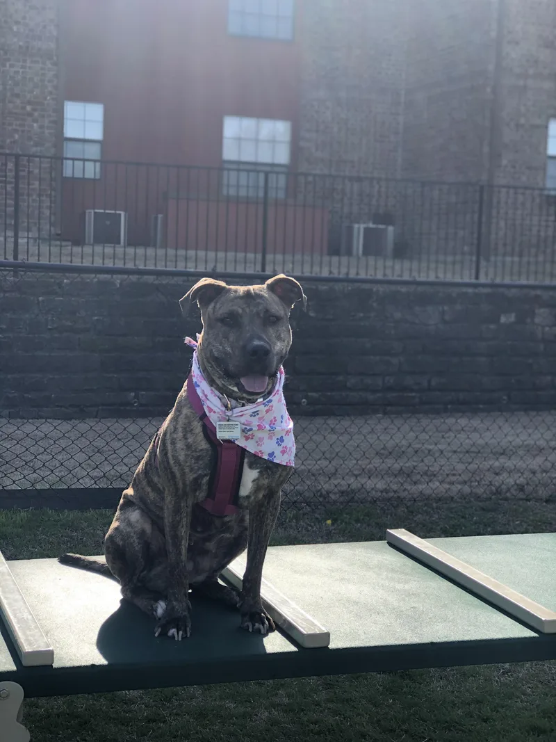 Pickles  Courtesy Listing