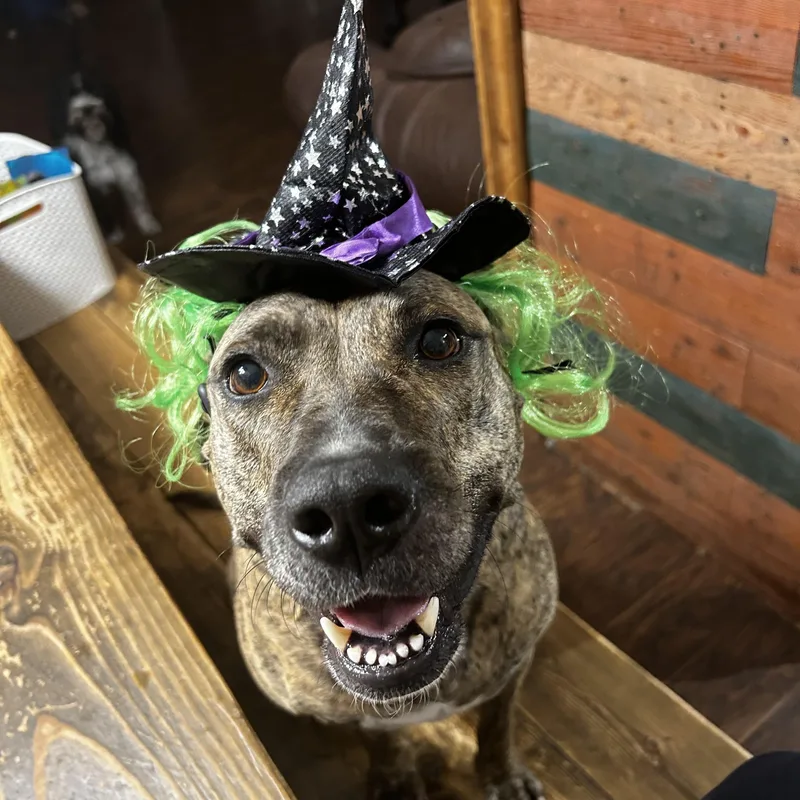 Pickles  Courtesy Listing thumbnail 2