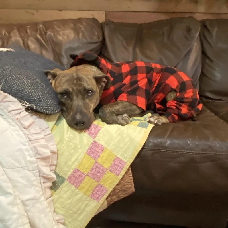 Pickles  Courtesy Listing thumbnail 3