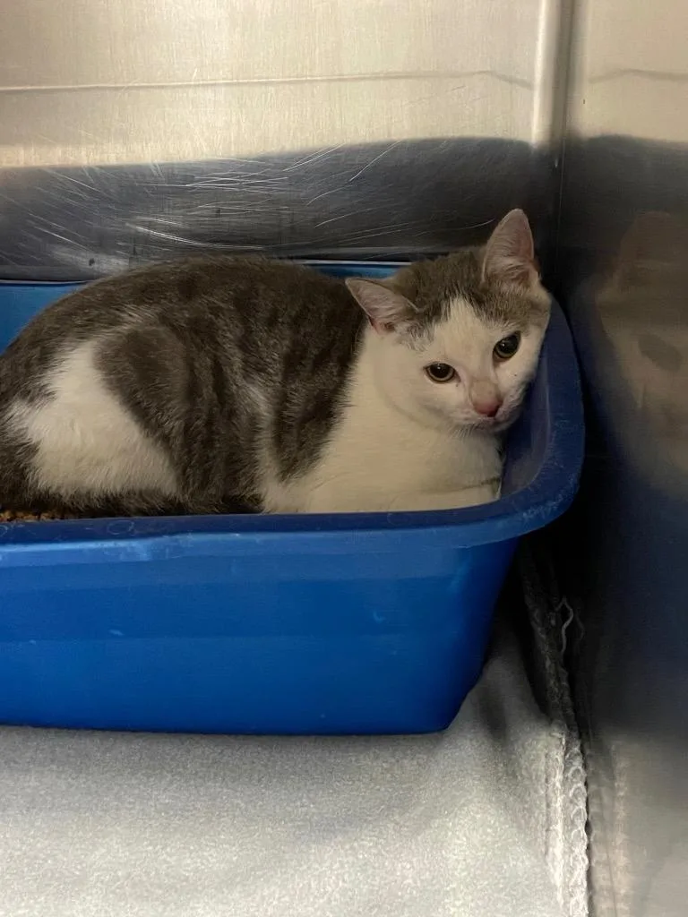 A young large-sized male Domestic Short Hair cat named Toad for adoption in Columbia, TN