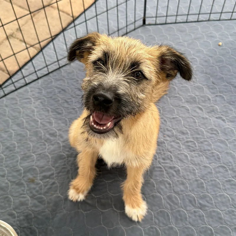 A baby medium-sized female Sheepadoodle dog named Nyla for adoption in San Diego, CA