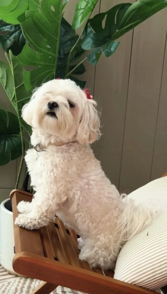 Coco