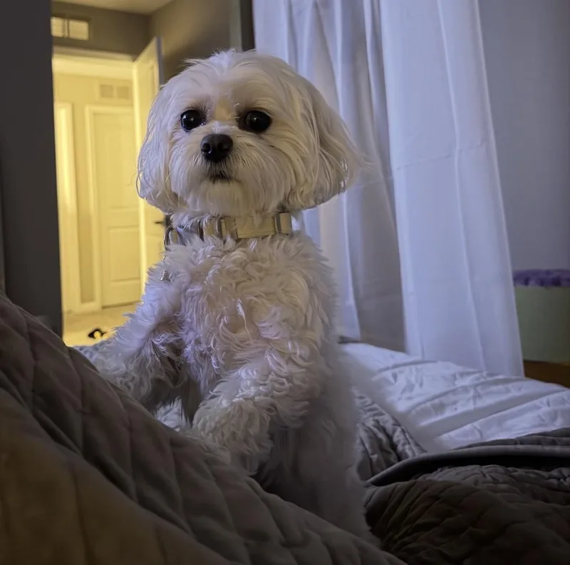 Coco thumbnail 2