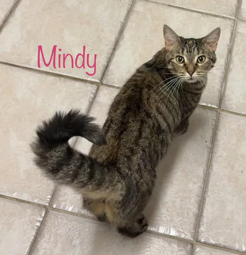 An adult medium-sized female Domestic Short Hair cat named Mindy for adoption in Longwood, FL