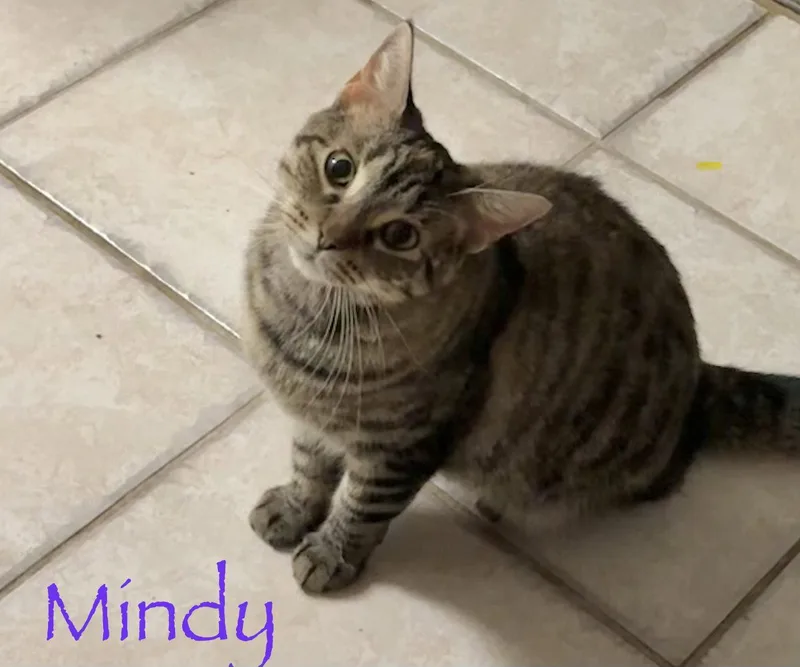 Mindy thumbnail 2