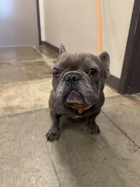 An adult small-sized male French Bulldog dog named Meatball for adoption in Ontario, CA