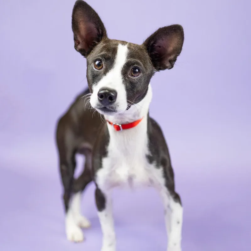 A young small-sized male Black Chihuahua dog named Raisin Bran for adoption in Portland, OR