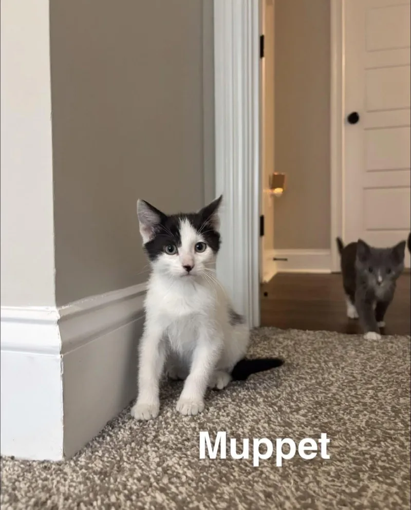 A baby small-sized male Black & White / Tuxedo Domestic Short Hair cat named Muppet for adoption in Clarksville, TN