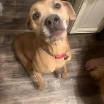 A young medium-sized female Yellow / Tan / Blond / Fawn Pit Bull Terrier dog named Penny for adoption in Sweetwater, TN