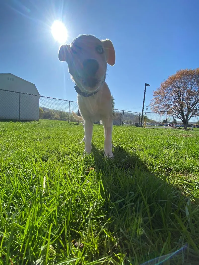 A baby medium-sized male Apricot / Beige Husky dog named Robert Furwin for adoption in New Milford, CT