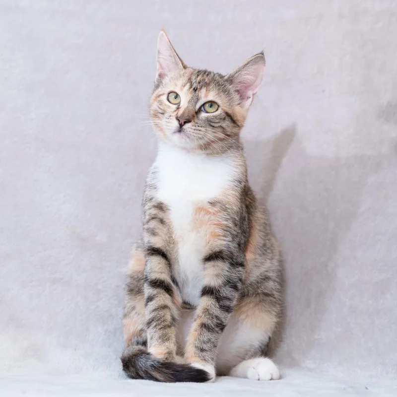 A baby small-sized female Torbie Domestic Short Hair cat named Amara for adoption in Sunnyvale, CA