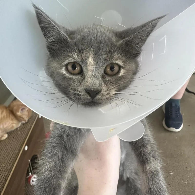 A baby small-sized female Gray / Blue / Silver Domestic Short Hair cat named Mya for adoption in Leander, TX
