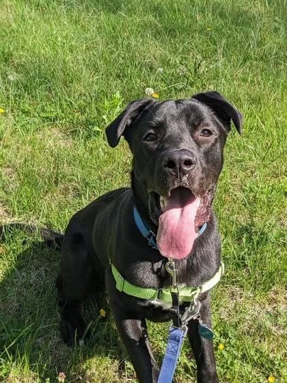 An adult large-sized male Mixed Breed dog named Goofy Goober III for adoption in Fairfax, VA
