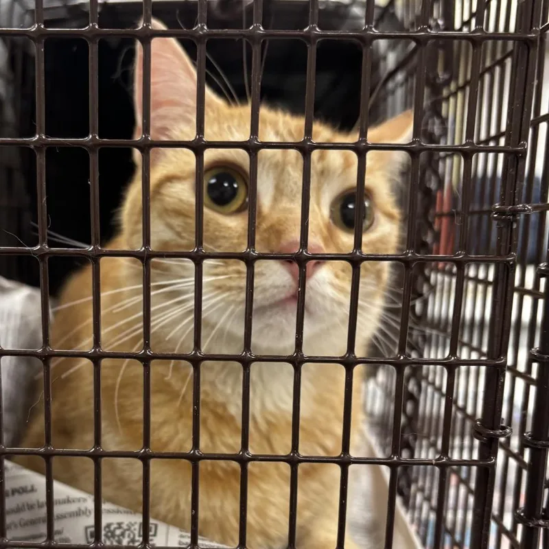An adult medium-sized male Orange / Red Domestic Short Hair cat named Melon for adoption in Medford, NJ
