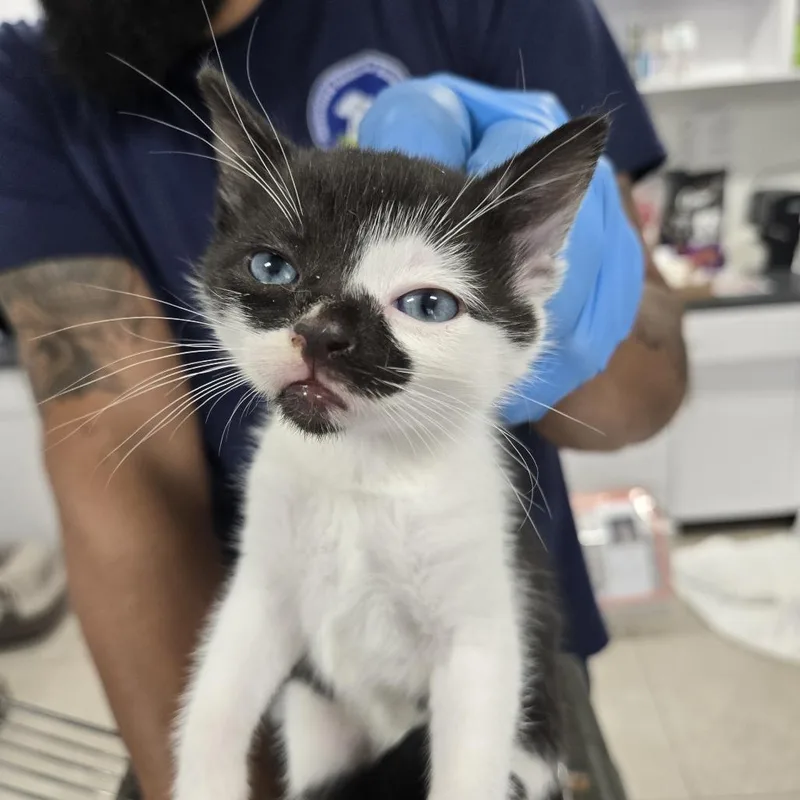 A baby small-sized female Black Domestic Short Hair cat named Benny for adoption in Newark, NJ